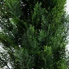 image:imageNearly Natural 10 ft Artificial Cedar Pine Tree Outdoor Porch Decor