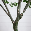 image:imageNearly Natural 10 ft Artificial Minimalist Citrus Tree Bendable Floor Plant10ft