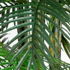 image:imageNearly Natural 12ft UV Resistant Artificial Areca Palm Tree IndoorOutdoor  Full Canopy of Fronds Inspired by Florida Coast