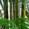 image:imageNearly Natural 12ft UV Resistant Artificial Areca Palm Tree IndoorOutdoor  Full Canopy of Fronds Inspired by Florida Coast
