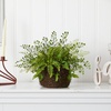 image:imageNearly Natural 13 in Artificial Mixed Fern Twig Moss Basket Home Room Decor