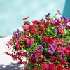 image:imageNearly Natural 13in UV Resistant Artificial Daisy Bush IndoorOutdoor  Set of 12Assorted 3