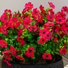 image:imageNearly Natural 13in UV Resistant Artificial Daisy Bush IndoorOutdoor  Set of 12Beauty