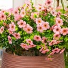 image:imageNearly Natural 13in UV Resistant Artificial Daisy Bush IndoorOutdoor  Set of 12Pink