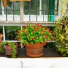 image:imageNearly Natural 13in UV Resistant Artificial Flowering Mini Rose Bush IndoorOutdoor  Set of 12Red