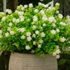 image:imageNearly Natural 13in UV Resistant Artificial Flowering Mini Rose Bush IndoorOutdoor  Set of 12White