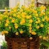 image:imageNearly Natural 13in UV Resistant Artificial Flowering Mini Rose Bush IndoorOutdoor  Set of 12Yellow
