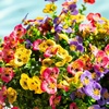 image:imageNearly Natural 13in UV Resistant Artificial Pansy Bush IndoorOutdoor  Set of 12Assorted 2