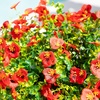 image:imageNearly Natural 13in UV Resistant Artificial Pansy Bush IndoorOutdoor  Set of 12Red