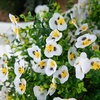 image:imageNearly Natural 13in UV Resistant Artificial Pansy Bush IndoorOutdoor  Set of 12White