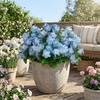 image:imageNearly Natural 14in UV Resistant Artificial Hydrangea Bush IndoorOutdoor  Set of 6Blue