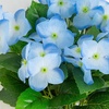 image:imageNearly Natural 14in UV Resistant Artificial Hydrangea Bush IndoorOutdoor  Set of 6Blue