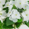 image:imageNearly Natural 14in UV Resistant Artificial Hydrangea Bush IndoorOutdoor  Set of 6White