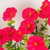 image:imageNearly Natural 14in UV Resistant Artificial Morning Glory Bush IndoorOutdoor  Set of 12Beauty