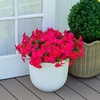 image:imageNearly Natural 14in UV Resistant Artificial Morning Glory Bush IndoorOutdoor  Set of 12Beauty