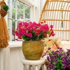 image:imageNearly Natural 14in UV Resistant Artificial Morning Glory Bush IndoorOutdoor  Set of 12Fuchsia