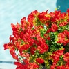 image:imageNearly Natural 14in UV Resistant Artificial Morning Glory Bush IndoorOutdoor  Set of 12Red