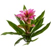 image:imageNearly Natural 15 in Artificial Bromeliad Flower Set of 4 Centerpiece Decor