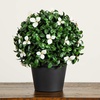 image:imageNearly Natural 15in UV Resistant Artificial Boxwood Gardenia Topiary Plant  IndoorOutdoor