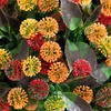 image:imageNearly Natural 16in Mixed Fall Mum UVResistant Outdoor Porch Decor