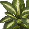 image:imageNearly Natural 18 in Artificial Dieffenbachia Plant in Ceramic Planter