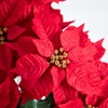 image:imageNearly Natural 19 in Artificial Lush Red Poinsettia in Wrapped Planter