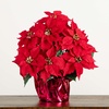 image:imageNearly Natural 19 in Artificial Lush Red Poinsettia in Wrapped Planter