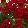 image:imageNearly Natural 19 in UVResistant Artificial Geranium Bush Set of 3Red