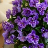 image:imageNearly Natural 19in UV Resistant Artificial Azalea Bush IndoorOutdoor  Set of 3Purple