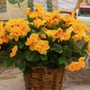 image:imageNearly Natural 19in UV Resistant Artificial Azalea Bush IndoorOutdoor  Set of 3Yellow