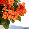 image:imageNearly Natural 19in UV Resistant Artificial Bougainvillea Bush IndoorOutdoor  Set of 4Orange