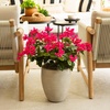 image:imageNearly Natural 19in UV Resistant Artificial Bougainvillea Bush IndoorOutdoor  Set of 4Pink