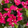 image:imageNearly Natural 19in UV Resistant Artificial Bougainvillea Bush IndoorOutdoor  Set of 4Pink