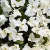image:imageNearly Natural 19in UV Resistant Artificial Bougainvillea Bush IndoorOutdoor  Set of 4White