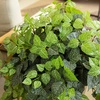 image:imageNearly Natural 19in UV Resistant Artificial Fittonia Bush IndoorOutdoor  Set of 3