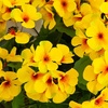 image:imageNearly Natural 19in UV Resistant Artificial Geranium Bush IndoorOutdoor  Set of 3