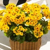 image:imageNearly Natural 19in UV Resistant Artificial Geranium Bush IndoorOutdoor  Set of 3