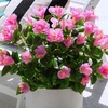 image:imageNearly Natural 19in UV Resistant Artificial Hibiscus Bush IndoorOutdoor  Set of 3Pink