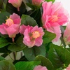 image:imageNearly Natural 19in UV Resistant Artificial Hibiscus Bush IndoorOutdoor  Set of 3Pink