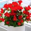 image:imageNearly Natural 19in UV Resistant Artificial Hibiscus Bush IndoorOutdoor  Set of 3Red