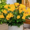 image:imageNearly Natural 19in UV Resistant Artificial Hibiscus Bush IndoorOutdoor  Set of 3Yellow