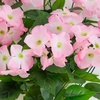 image:imageNearly Natural 19in UV Resistant Artificial Hydrangea Bush IndoorOutdoor  Set of 3Pink