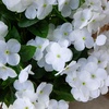 image:imageNearly Natural 19in UV Resistant Artificial Hydrangea Bush IndoorOutdoor  Set of 3White