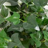 image:imageNearly Natural 19in UV Resistant Artificial Puff Ivy Bush IndoorOutdoor  Set of 3