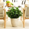 image:imageNearly Natural 19in UV Resistant Artificial Puff Ivy Bush IndoorOutdoor  Set of 3