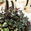 image:imageNearly Natural 19in UV Resistant Artificial Wandering Jew Bush IndoorOutdoor Set of 3