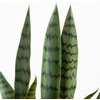image:imageNearly Natural 2 ft Artificial Sansevieria Plant UVResistant Porch Decor