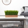 image:imageNearly Natural 20 in Artificial Vanilla Grass Plant in Decorative Planter