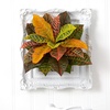 image:imageNearly Natural 21 in Artificial Garden Croton RealTouch Plant Room Decor
