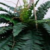 image:imageNearly Natural 22 in Artificial Boston Fern Hanging Basket for Home Decor22 in